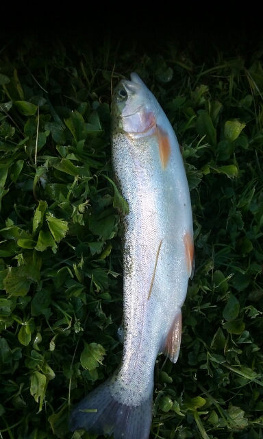 A photo of James Weiss's catch