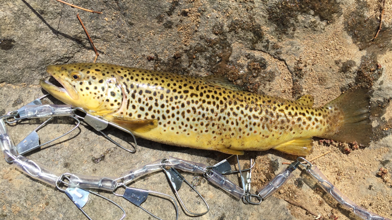 A photo of Mike Steinmacher's catch