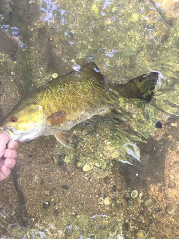 A photo of David Gustafson's catch
