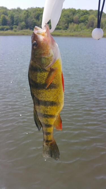 A photo of Johnathan  Hodges 's catch