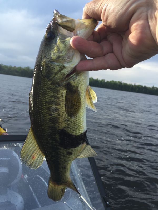 A photo of JT Tayler's catch