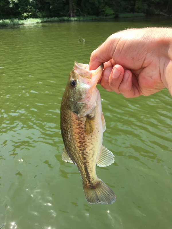 A photo of Jason Williams's catch