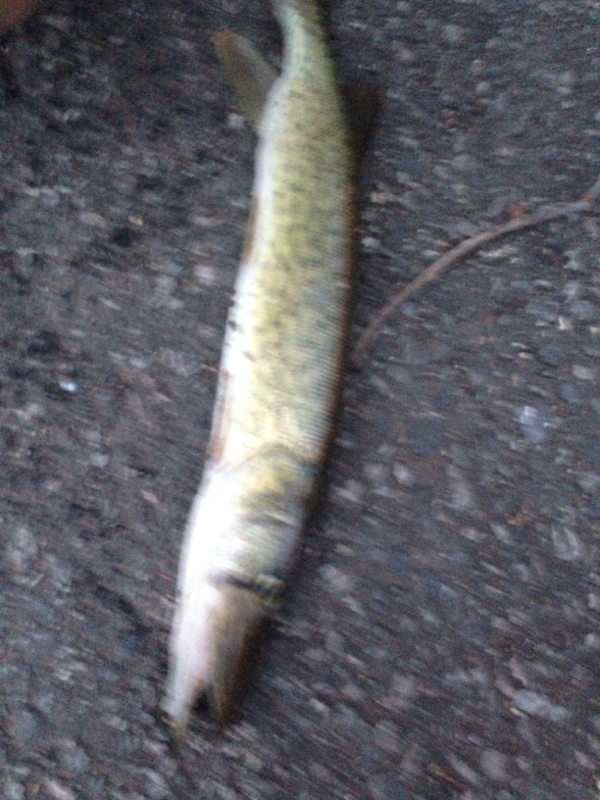 A photo of Sam Istenes's catch