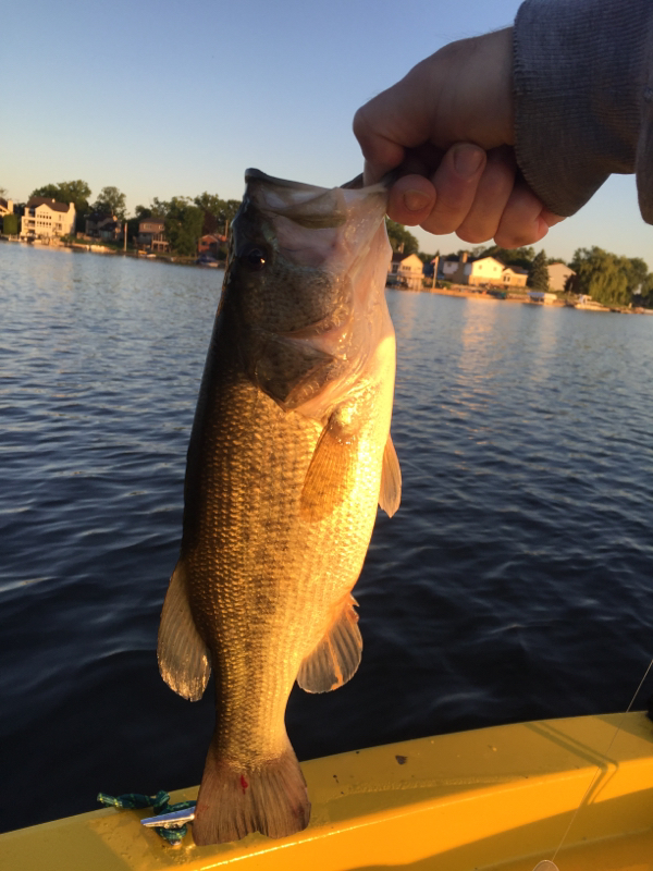 A photo of Jared Lamborn's catch