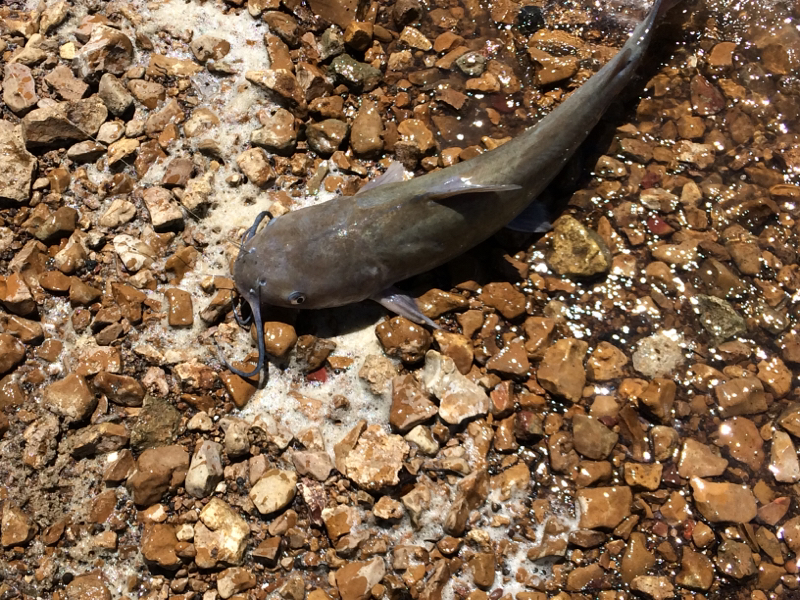 Fishidy