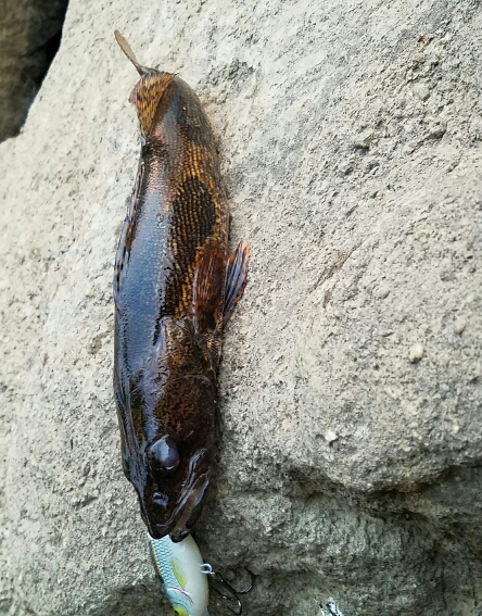 A photo of Meredith H's catch