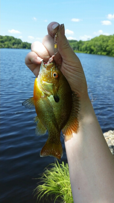 A photo of Michelle  Cogswell's catch