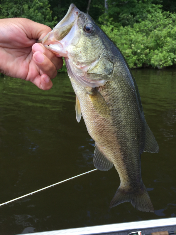 A photo of Christian Arrambide's catch