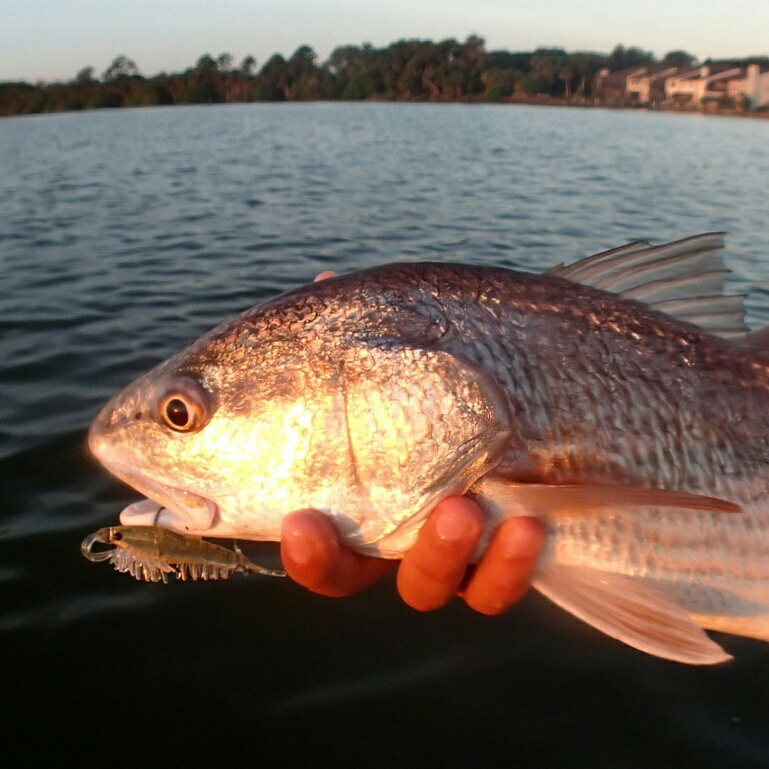Fishidy