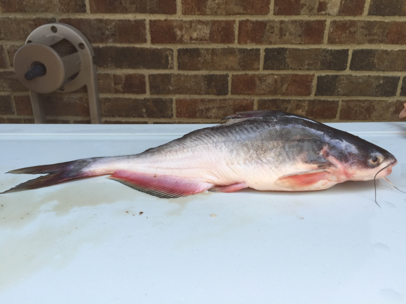 A photo of Wayne Copeland's catch