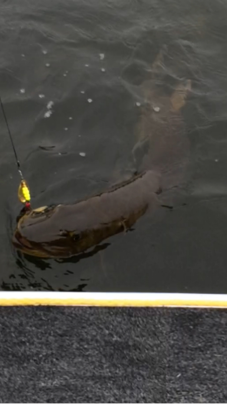 A photo of Rich McCarthy's catch