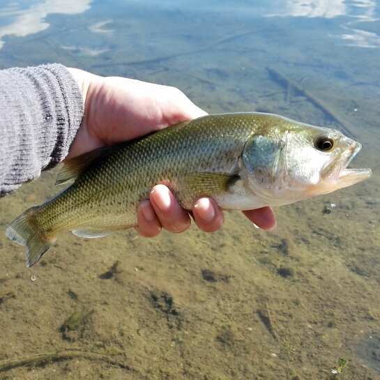 A photo of Elisa G's catch