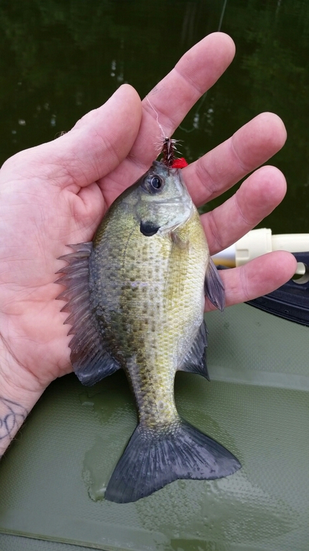 A photo of Rodney Seifert's catch