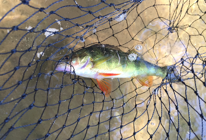 A photo of Kaylee Kennedy's catch