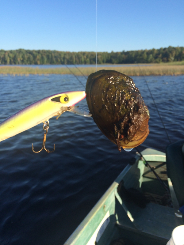 Flambeau Flowage Fishing Report Turtle-Flambeau Flowage Wi Fishing Reports, Map & Hot Spots