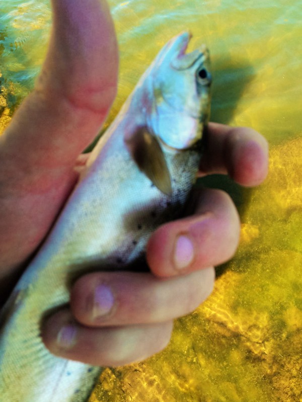 A photo of Tom  Shirley's catch