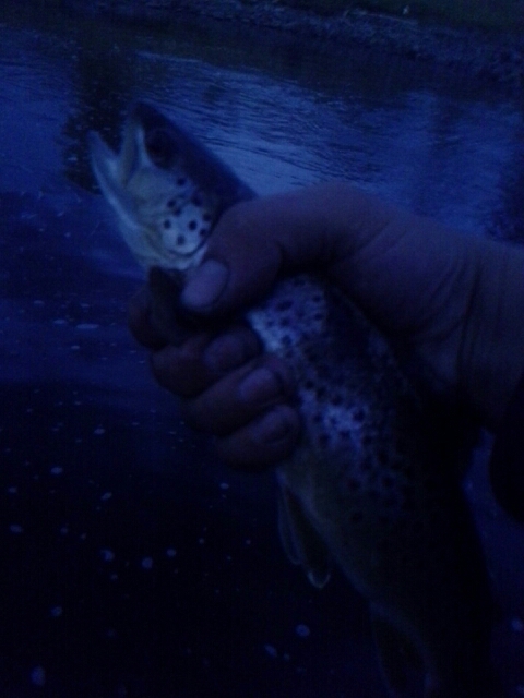 A photo of Mike P's catch
