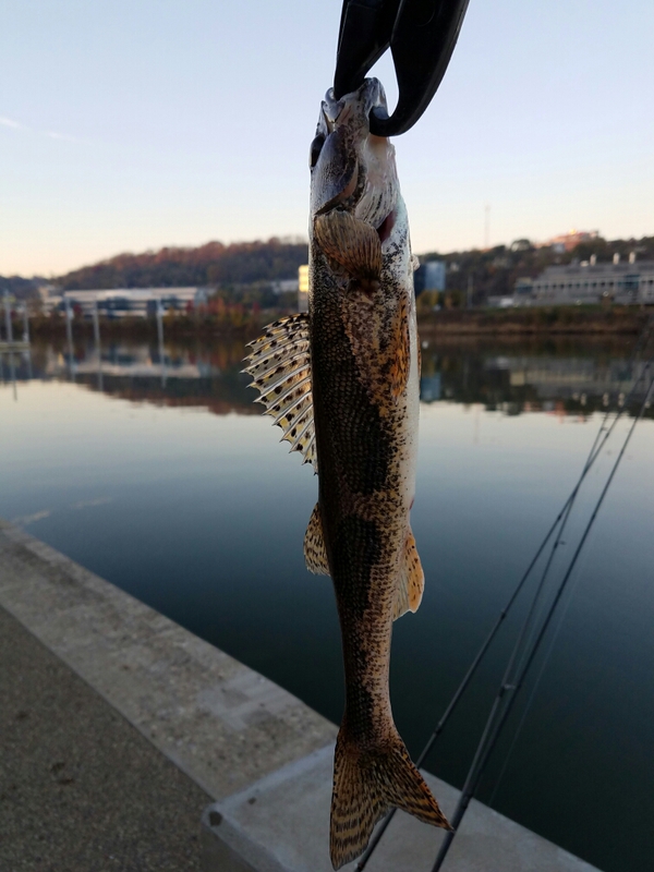 A photo of Jim Holland's catch