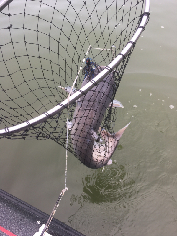 Caught a Channel Catfish on Lake Ray Hubbard using a spinner