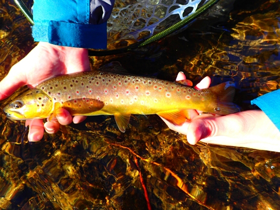 A photo of Elisa G's catch