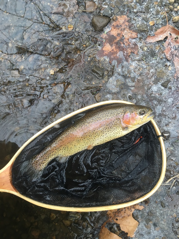A photo of NJ Squatch's catch