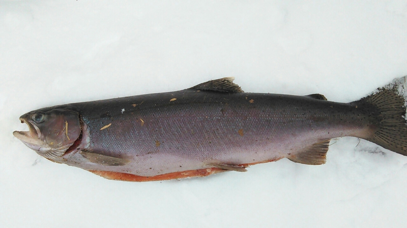 A photo of Jimbo  Harwood's catch