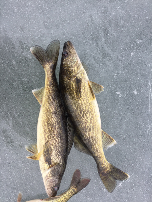 A photo of Tony Duck's catch