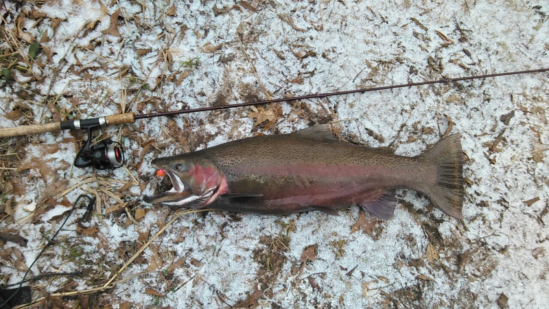 A photo of Jimbo  Harwood's catch