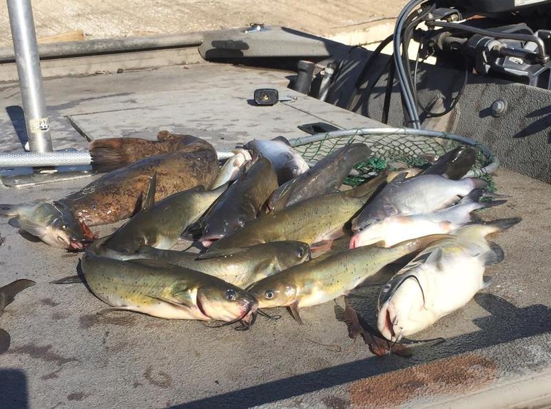 A photo of Charles Stevens's catch