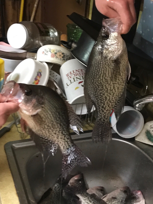 A photo of William Roberson 's catch