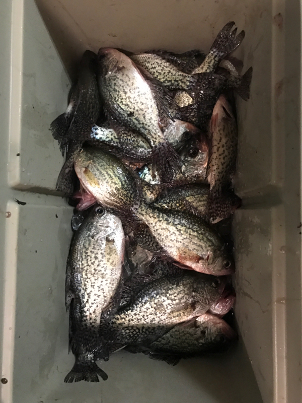 A photo of William Roberson 's catch