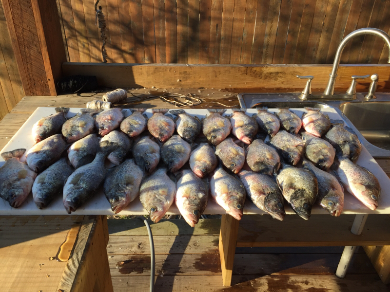 Caught a Black Crappie on Lake Conroe