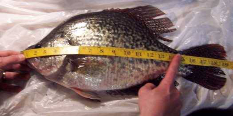 A photo of Dillen Kangas's catch