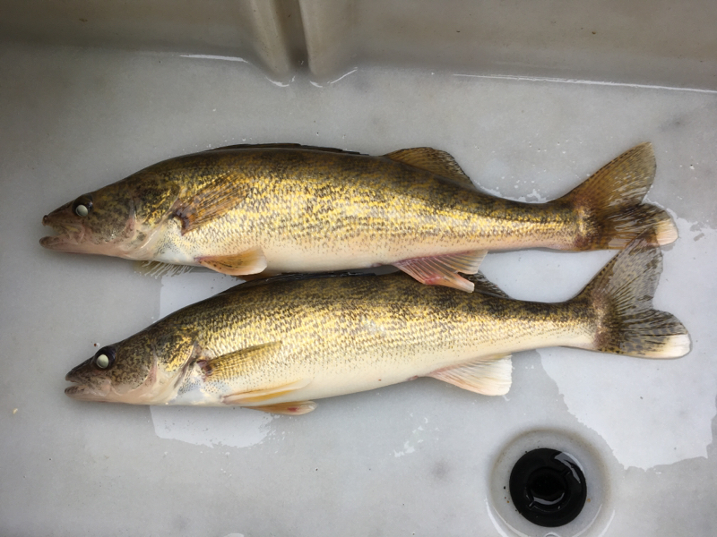 A photo of Pro Fishing's catch
