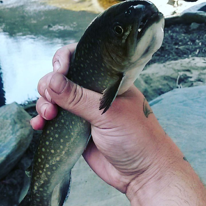 A photo of Justin Shytle's catch
