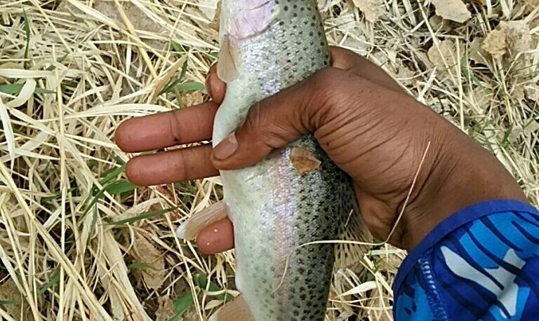 A photo of billy young's catch