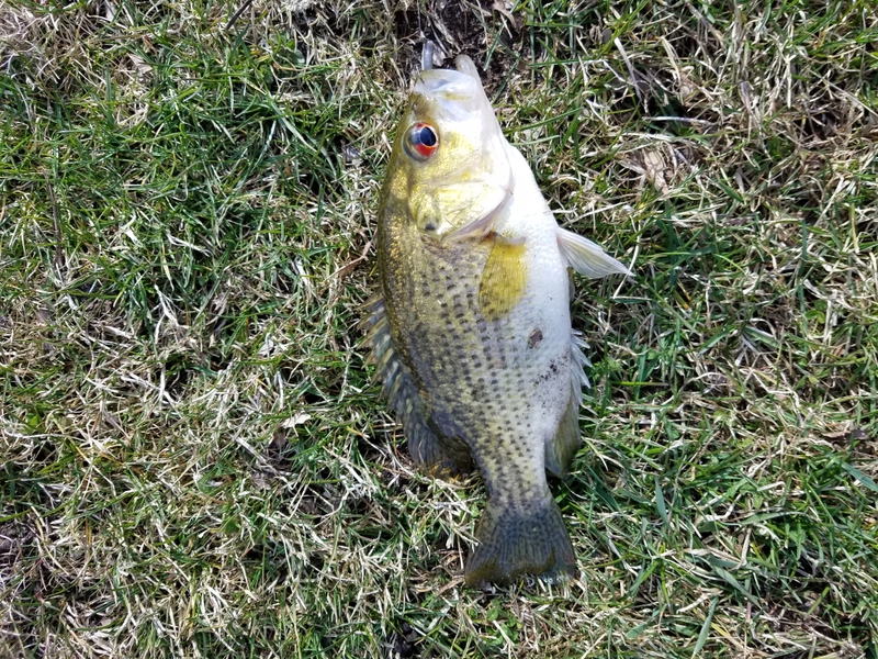 A photo of Nicholas Maurer's catch
