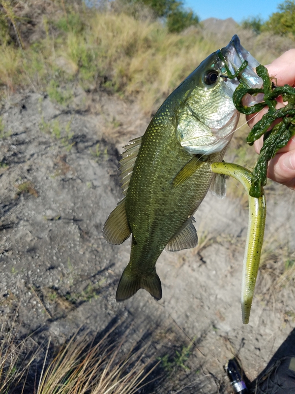 A photo of Dub McLauchlin 's catch