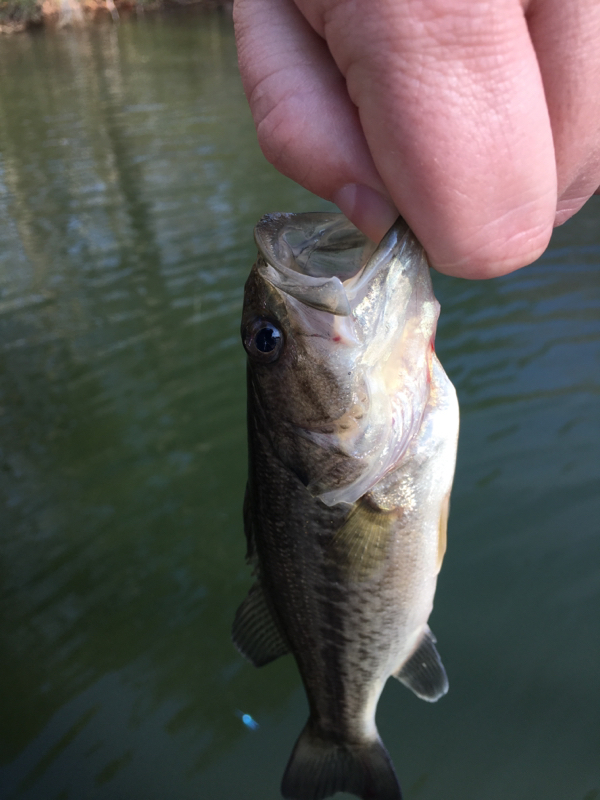 A photo of Roger Mitchell's catch