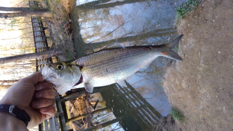 A photo of patrick callahan's catch