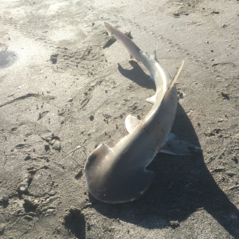 A photo of Mike Teroske's catch