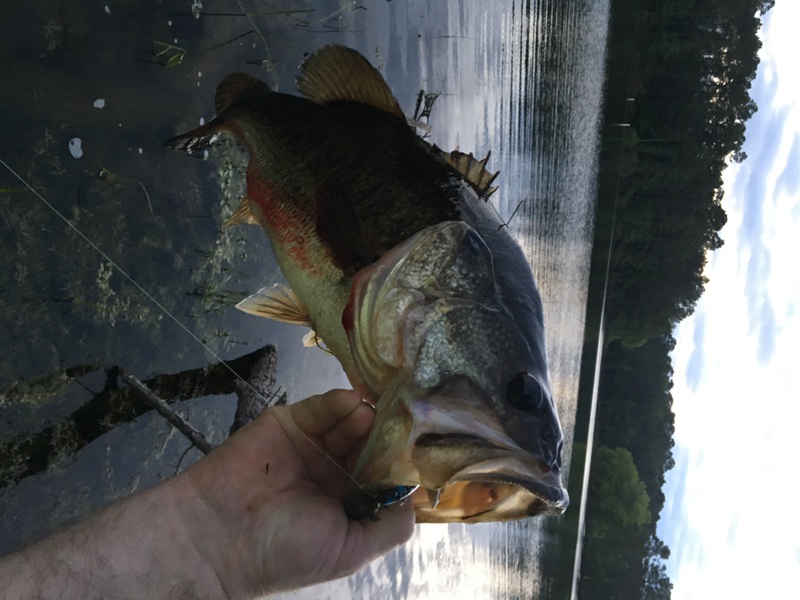A photo of Mitch  Osburn's catch