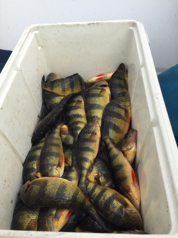 A photo of Steve  J's catch