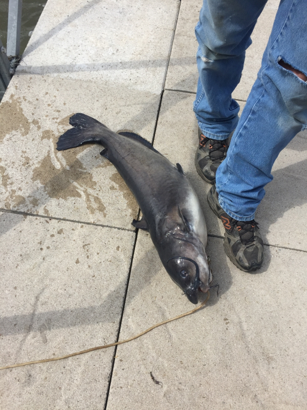 A photo of Adam Wulf's catch