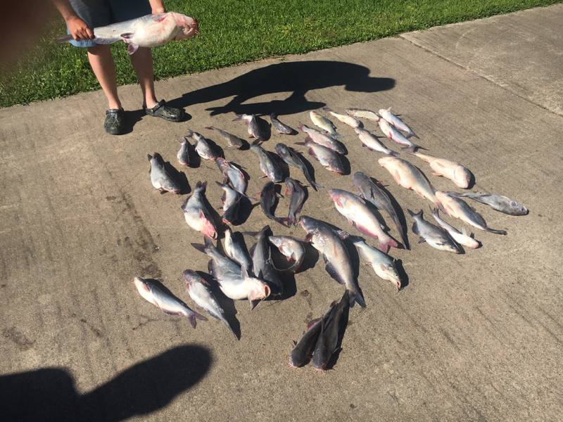 Caught a Blue Catfish on Lake Livingston