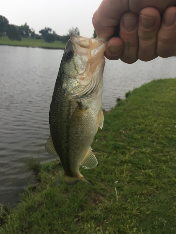 A photo of Phillip  Carr 's catch