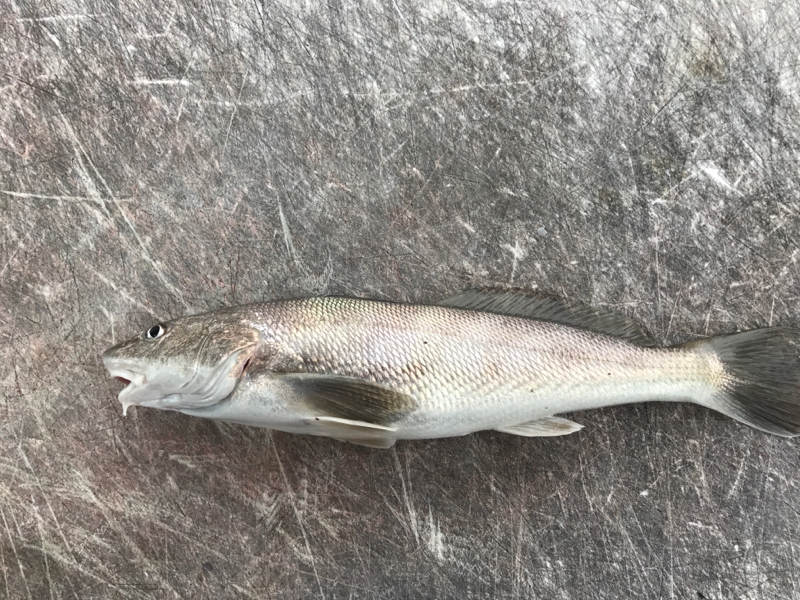 A photo of Josh Bean's catch