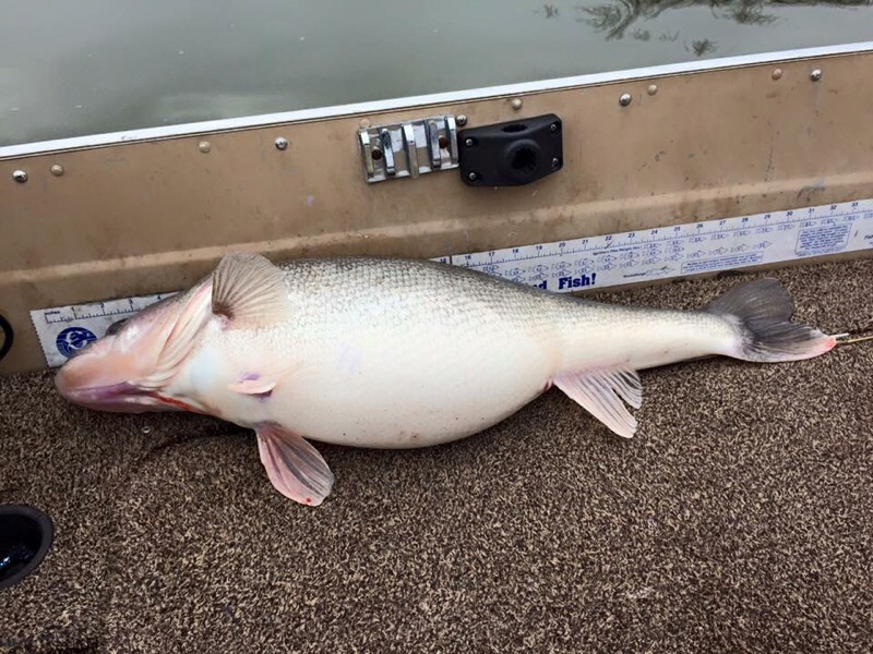 A photo of Darren Cossette 's catch
