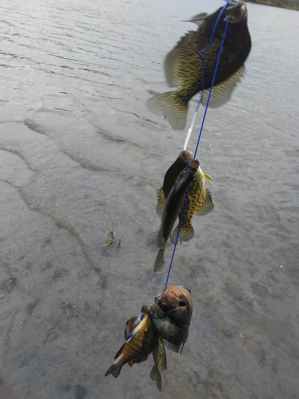 A photo of josh willoughby's catch