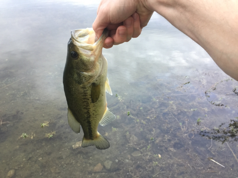 A photo of Charles Kline's catch